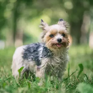 Morkie yavru
