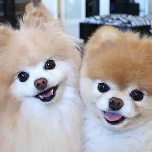 Pomeranian Boo yavru