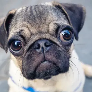 Pug yavru