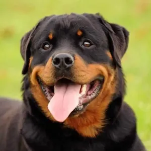 Rottweiler yavru