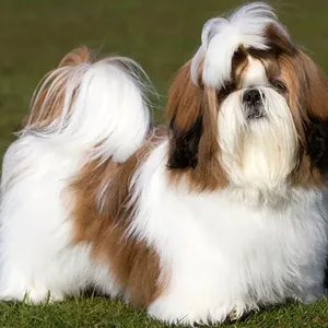 Shih Tzu yavru