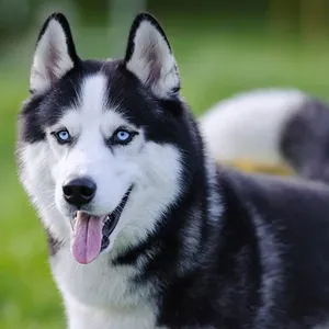 Sibirya Kurdu (Husky) yavru