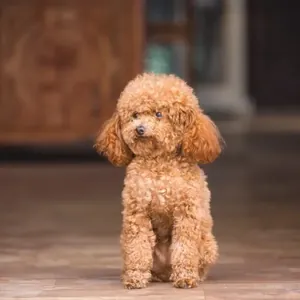 Toy Poodle yavru