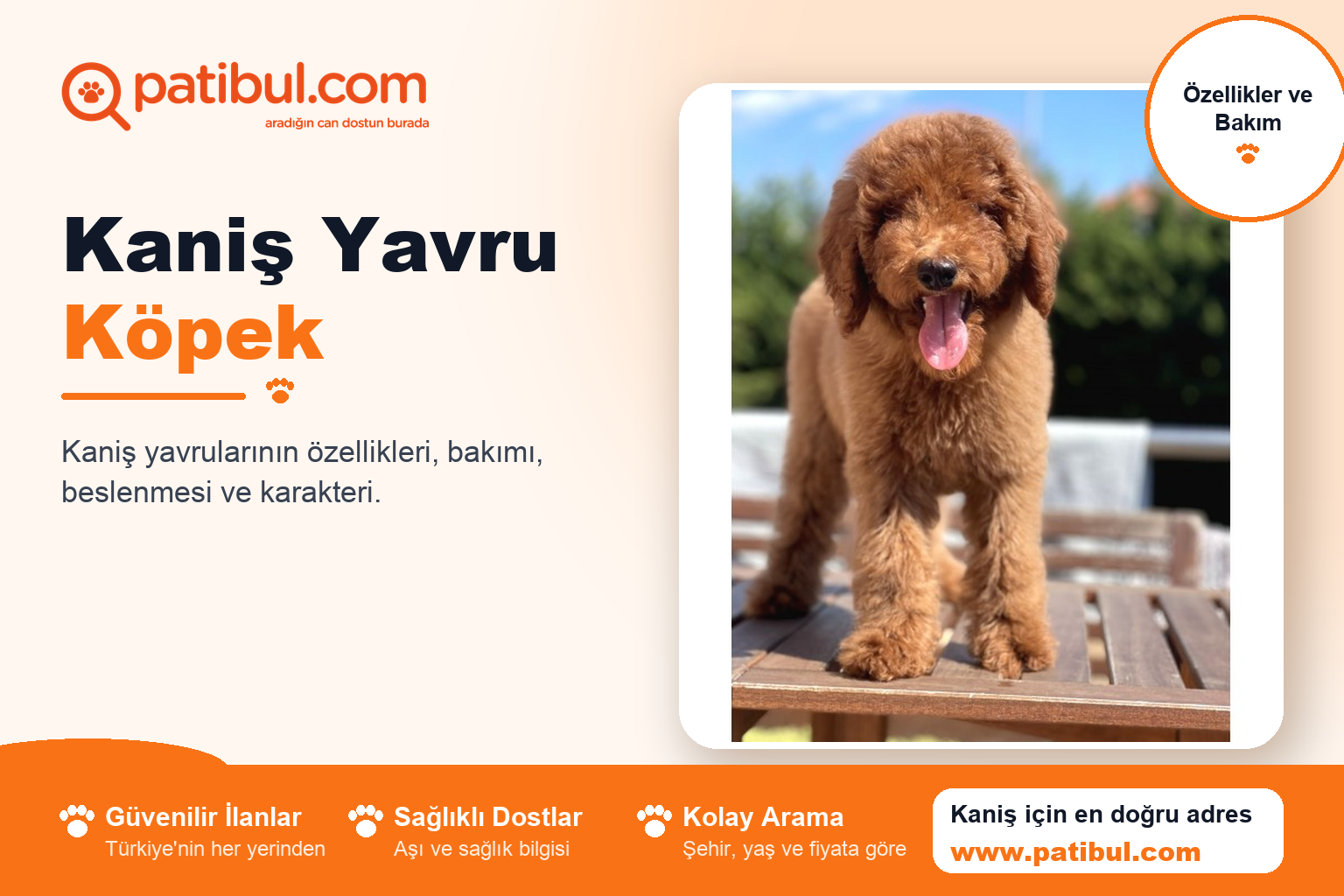 Kaniş Yavru Köpek | Patibul Kaniş Yavru Köpek