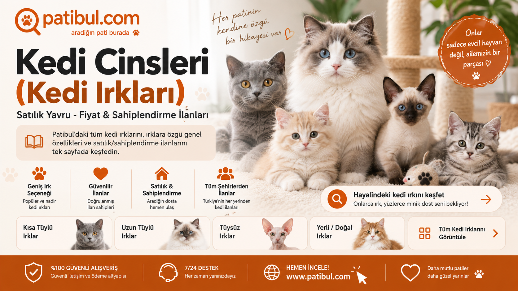 Kedi İlanları Görseli