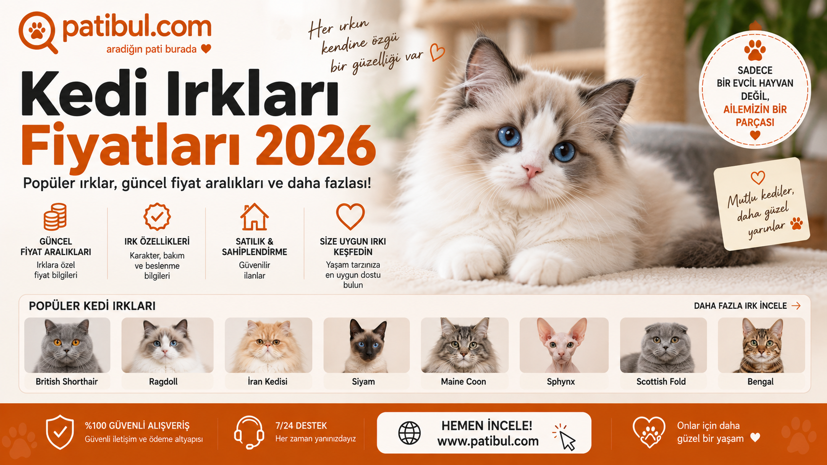 Kedi İlanları Görseli