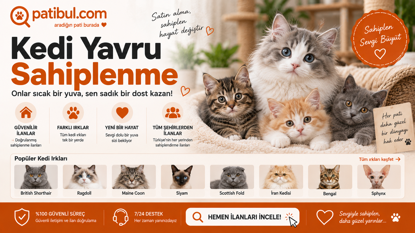 Kedi İlanları Görseli