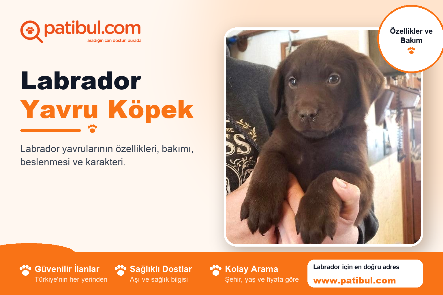 Labrador Yavru Köpek