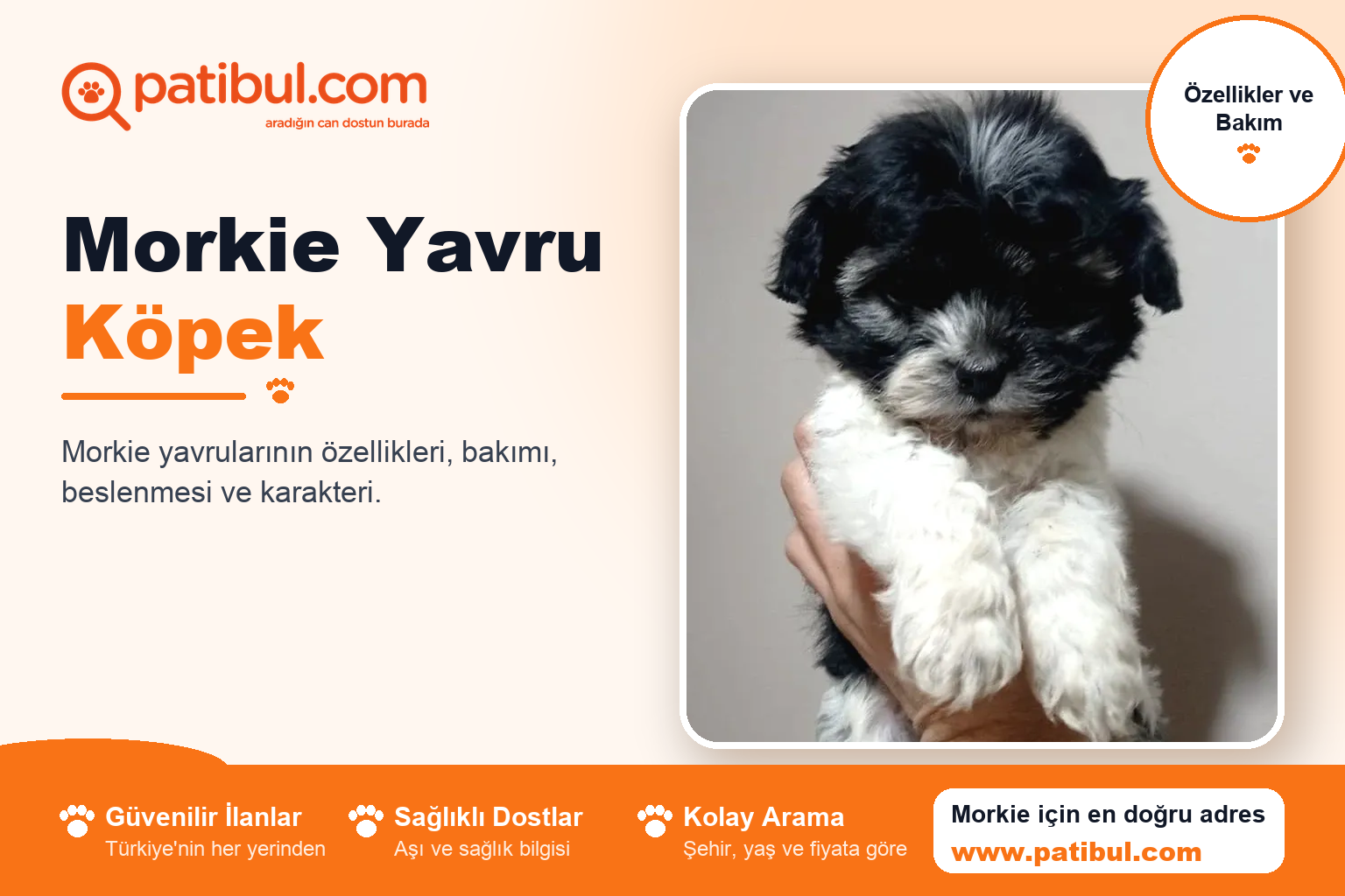 Morkie Yavru Köpek | Patibul Morkie Yavru Köpek