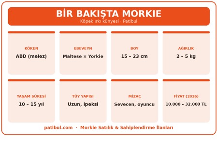 Morkie köken, ebeveyn ırklar, boy, ağırlık, yaşam süresi, tüy, mizaç ve fiyat bilgileri