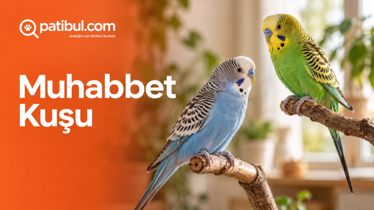 Mavi ve yeşil Muhabbet Kuşu | Patibul Mavi ve yeşil Muhabbet Kuşu