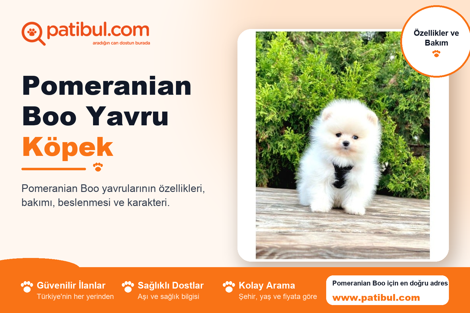 Pomeranian Boo Yavru Köpek | Patibul Pomeranian Boo Yavru Köpek
