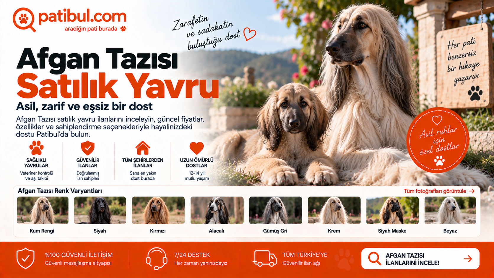 Satılık yavru Afgan Tazısı ilanları ve Afgan Tazısı yavru köpekler Afgan Tazısı Görseli