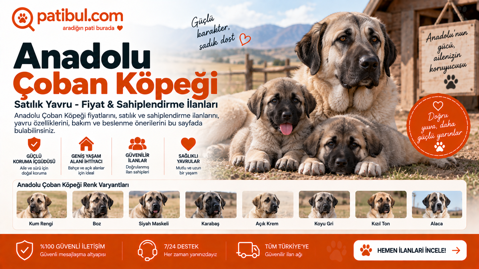 Satılık yavru Anadolu Çoban Köpeği ilanları ve Anadolu Çoban Köpeği yavruları Anadolu Çoban köpeği Görseli