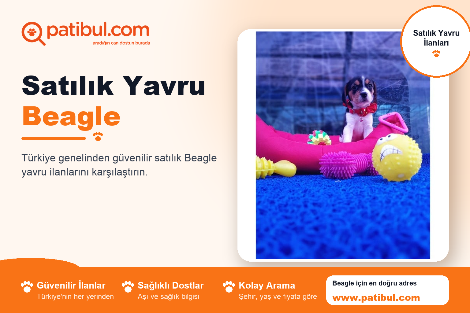 Satılık Yavru Beagle | Patibul Satılık Yavru Beagle