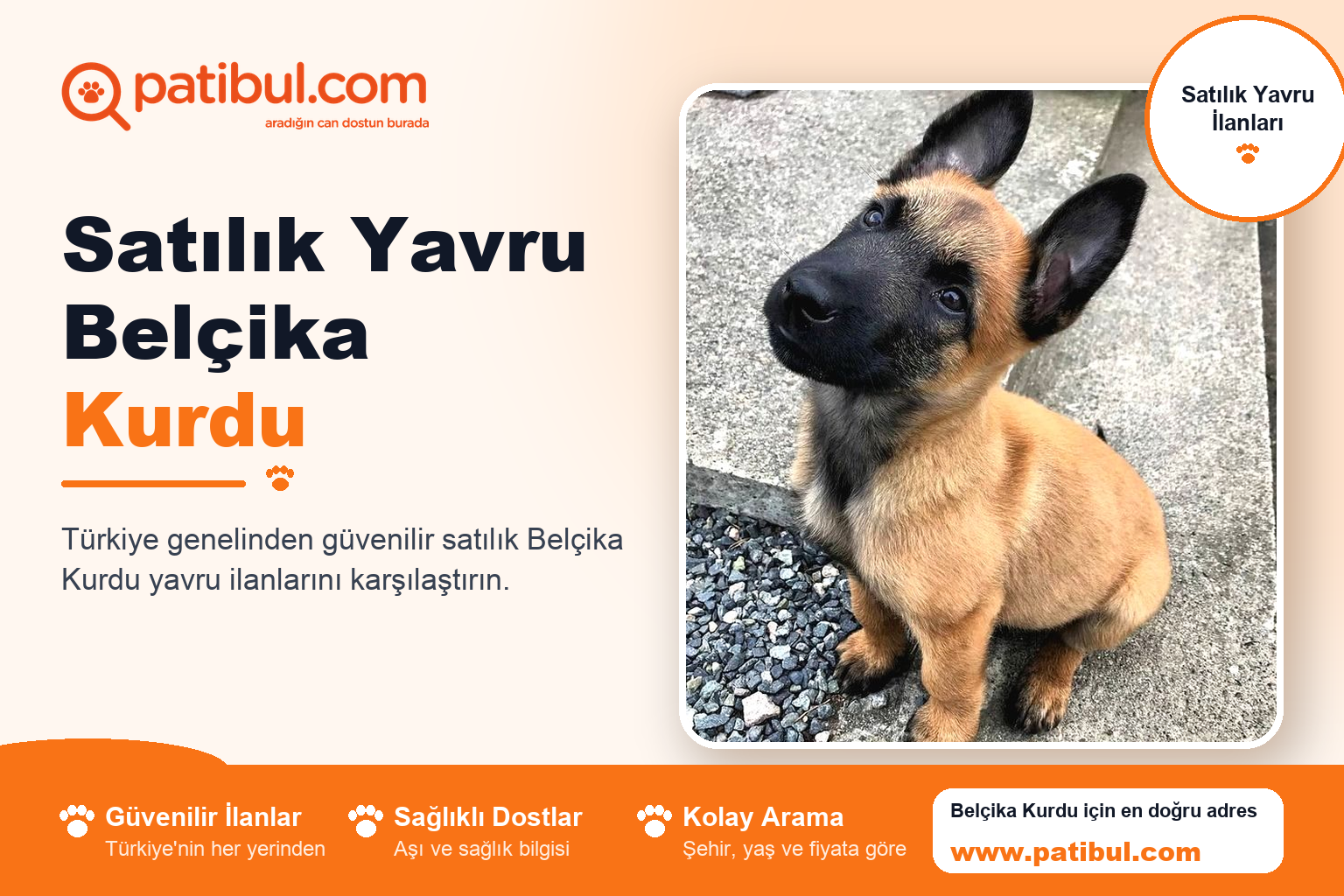 Satılık Yavru Belçika Kurdu