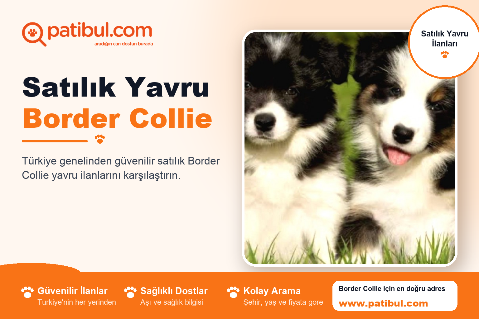Satılık Yavru Border Collie | Patibul Satılık Yavru Border Collie