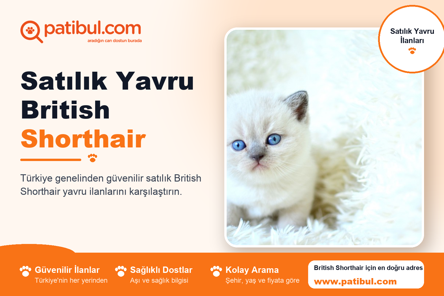 Satılık Yavru British Shorthair