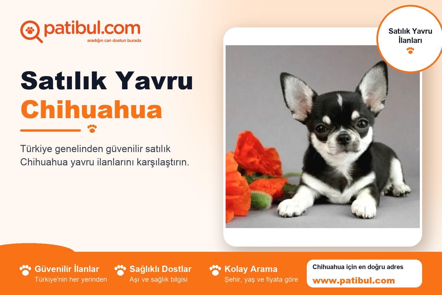 Satılık Yavru Chihuahua | Patibul Satılık Yavru Chihuahua
