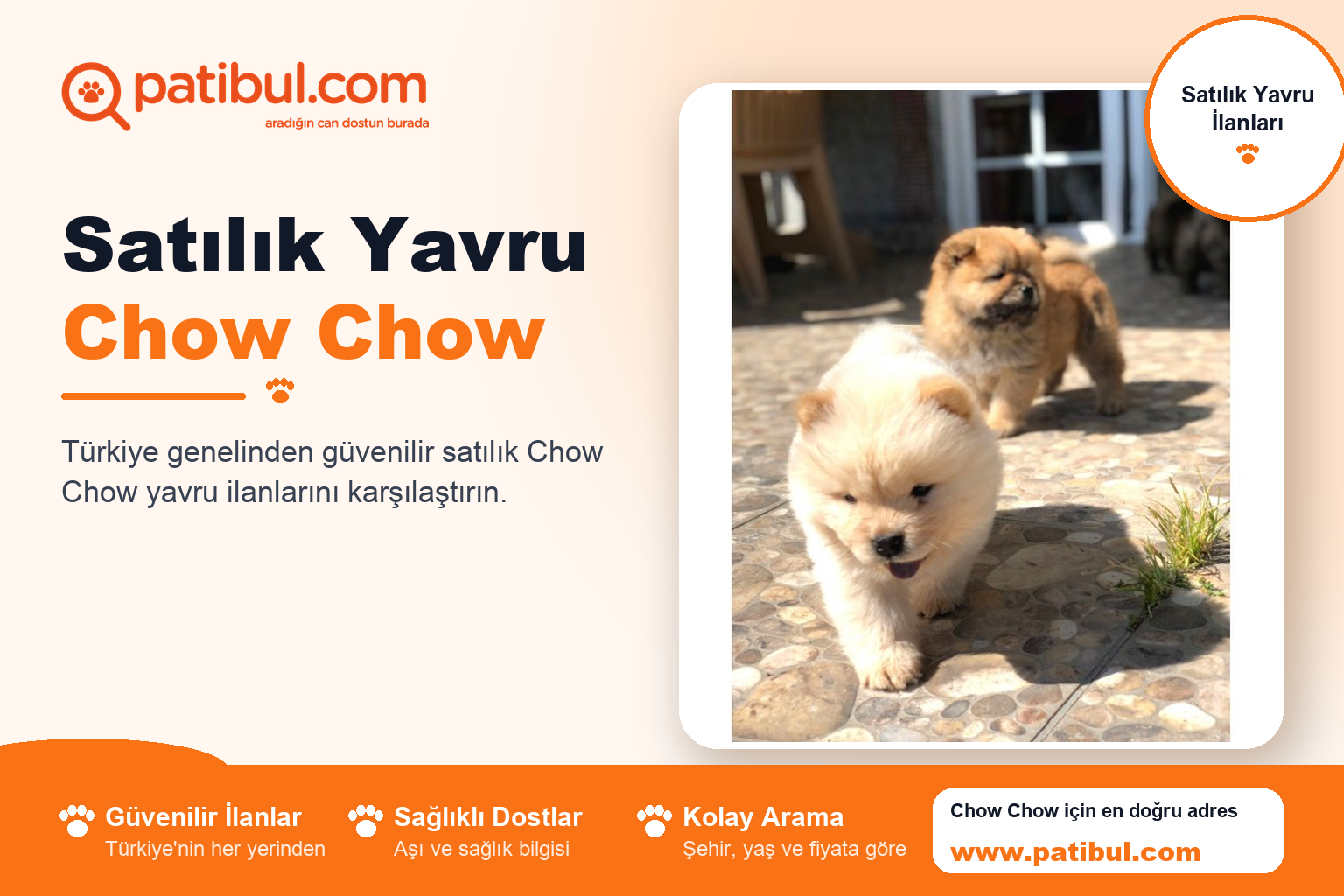 Satılık Yavru Chow Chow | Patibul Satılık Yavru Chow Chow