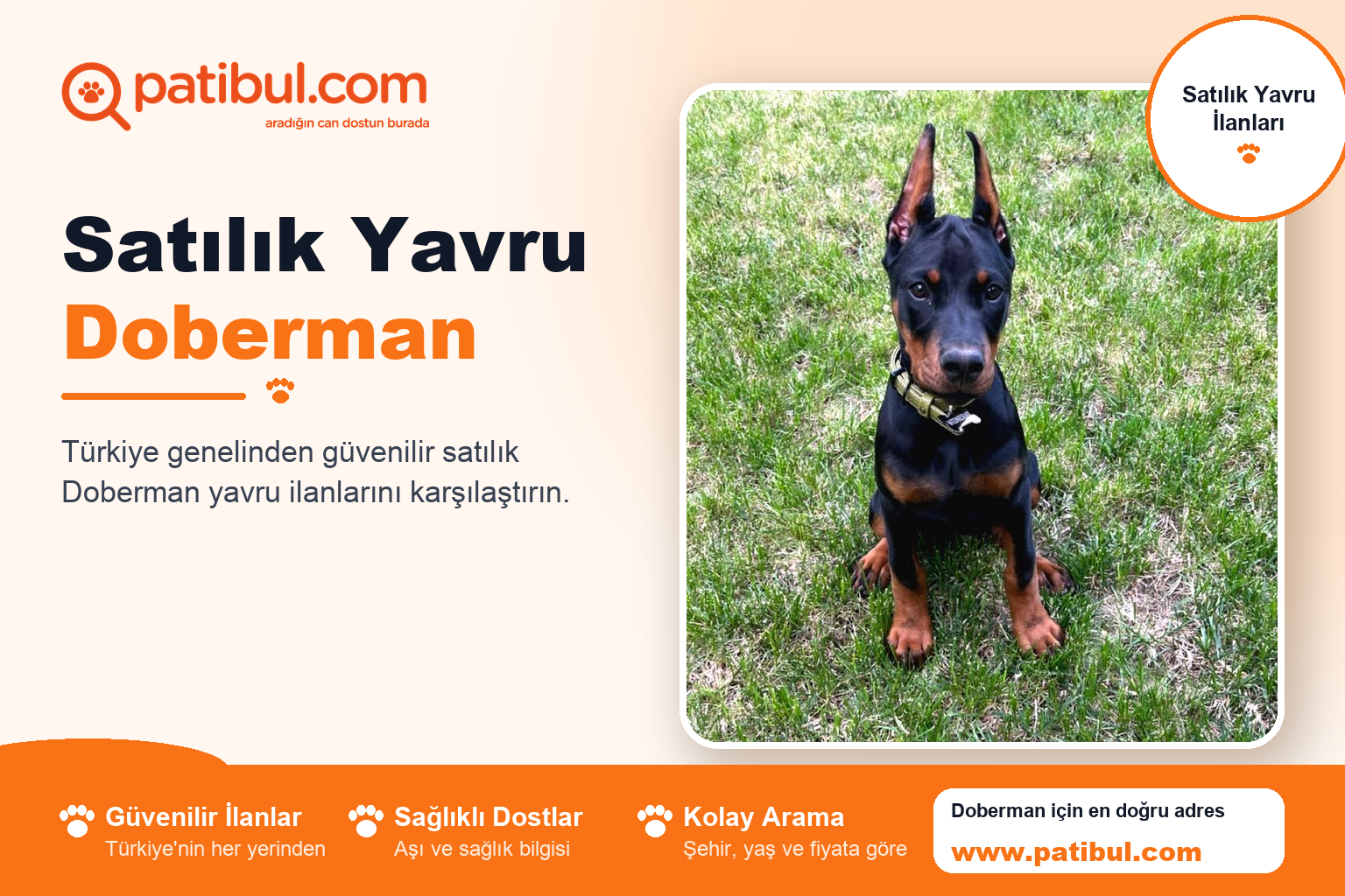 Satılık Yavru Doberman