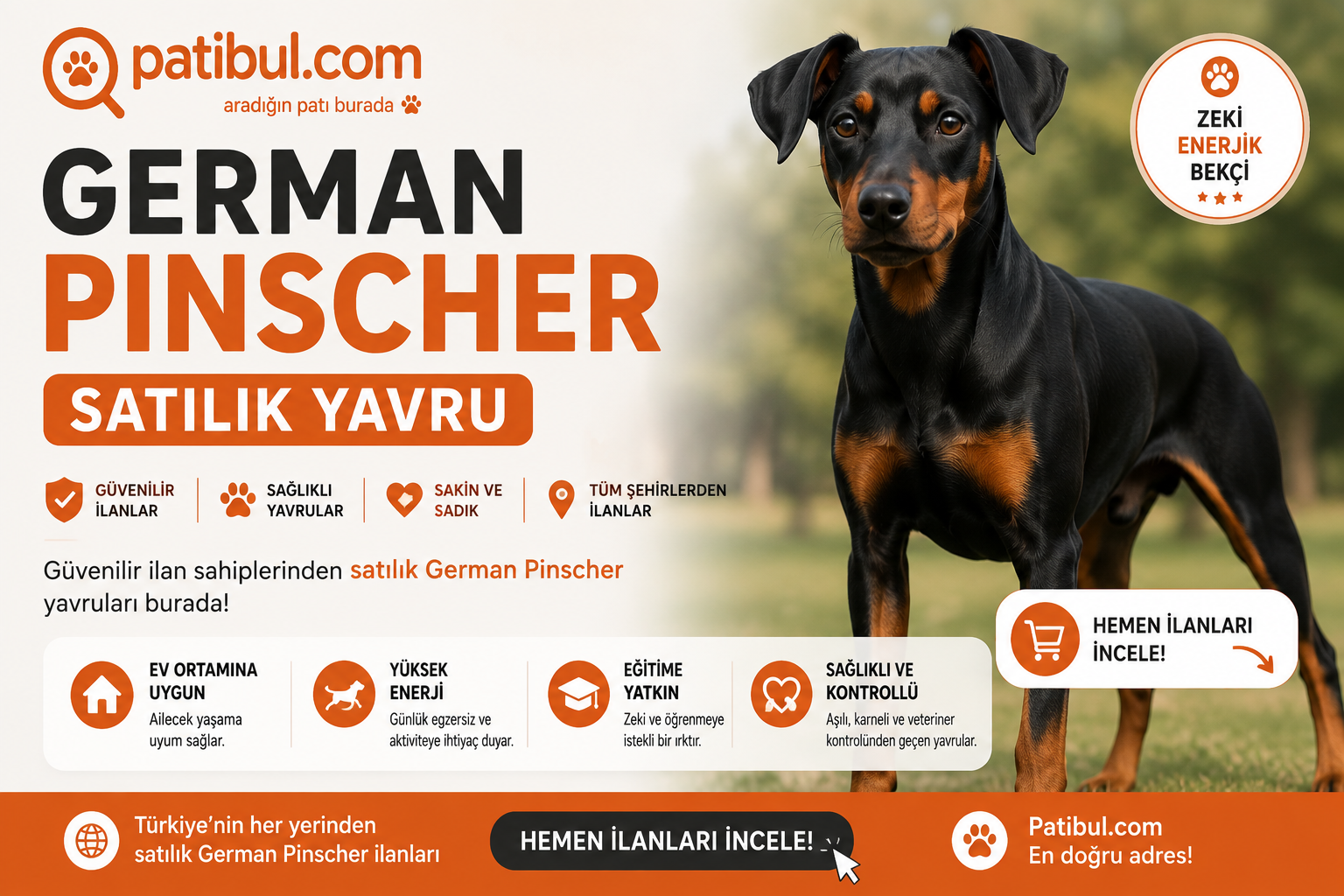 German Pinscher Görseli