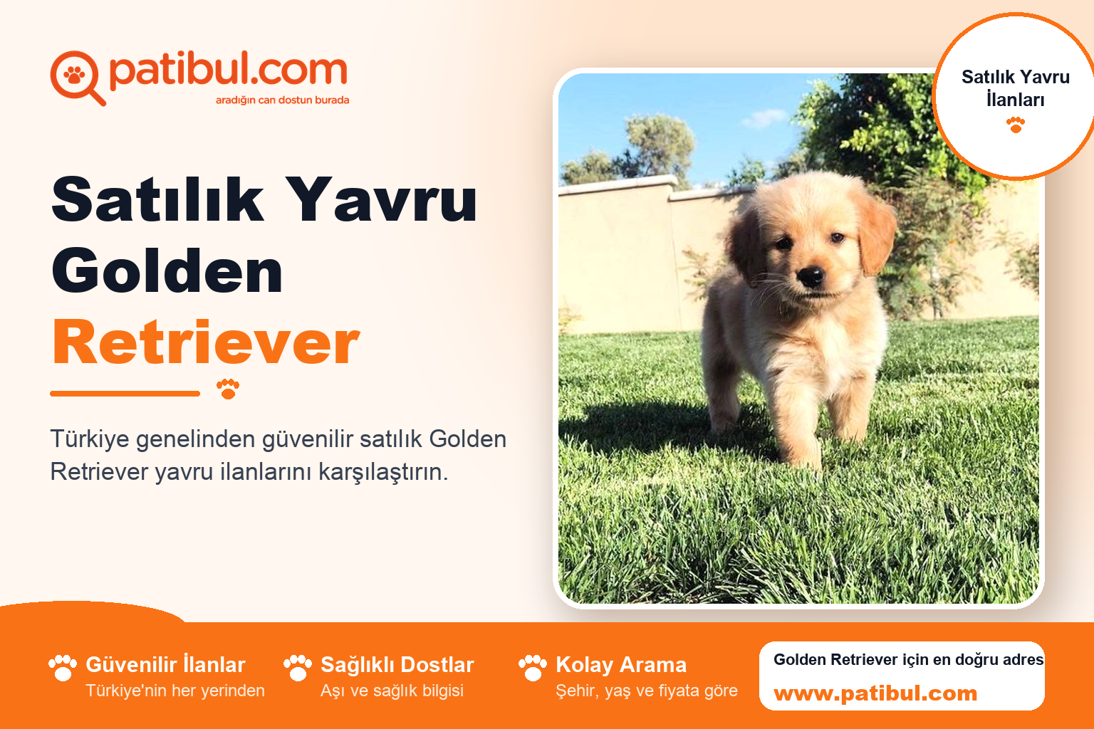 Satılık Yavru Golden Retriever | Patibul Satılık Yavru Golden Retriever