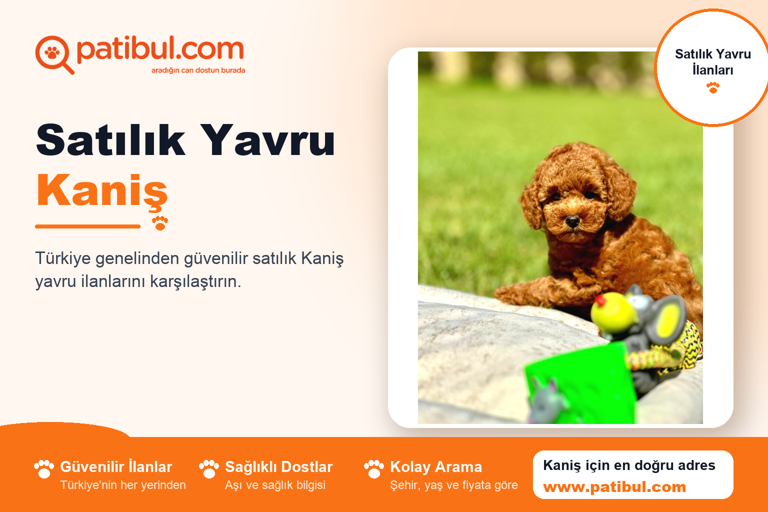 Satılık Yavru Kaniş | Patibul Satılık Yavru Kaniş