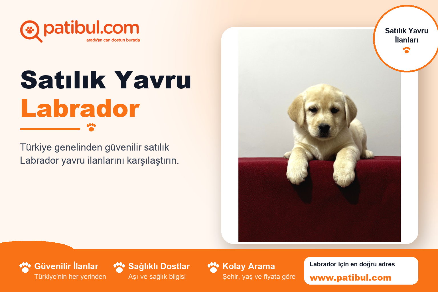 Satılık Yavru Labrador