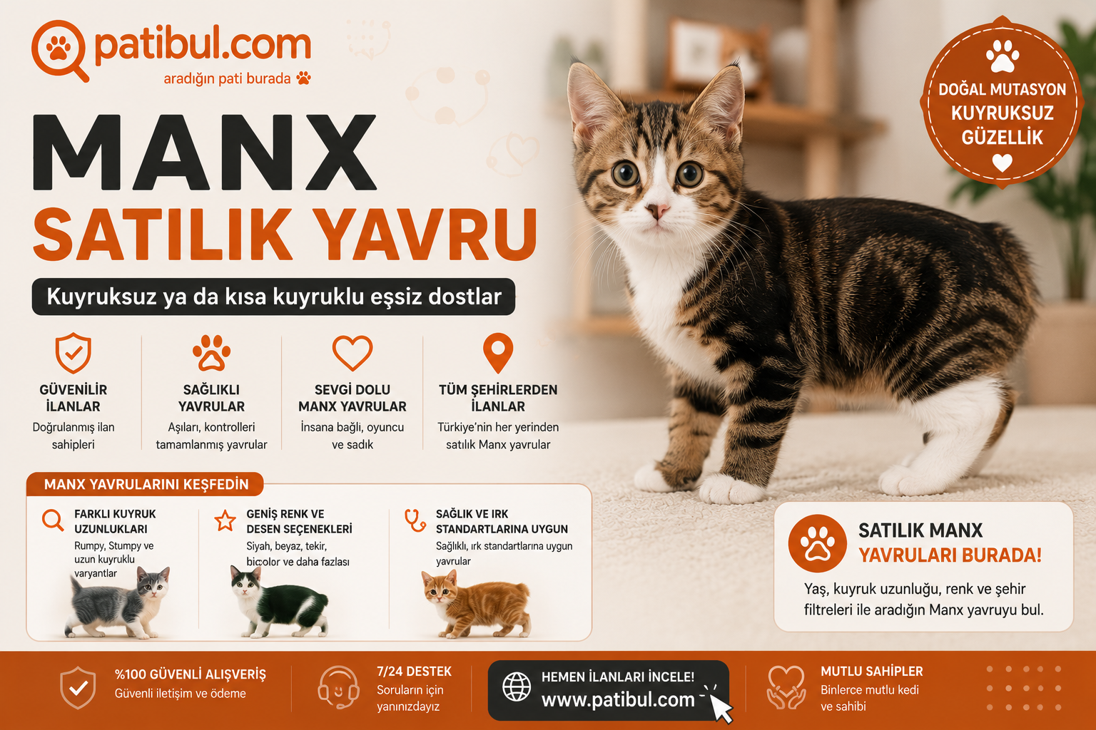 Satılık Yavru Manx Kedi İlanları Manx Görseli
