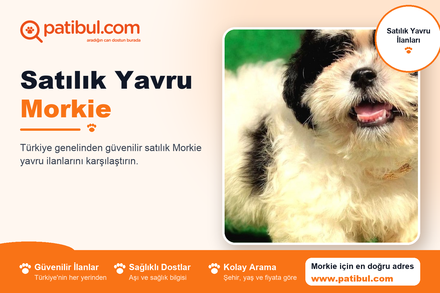 Satılık Yavru Morkie | Patibul Satılık Yavru Morkie