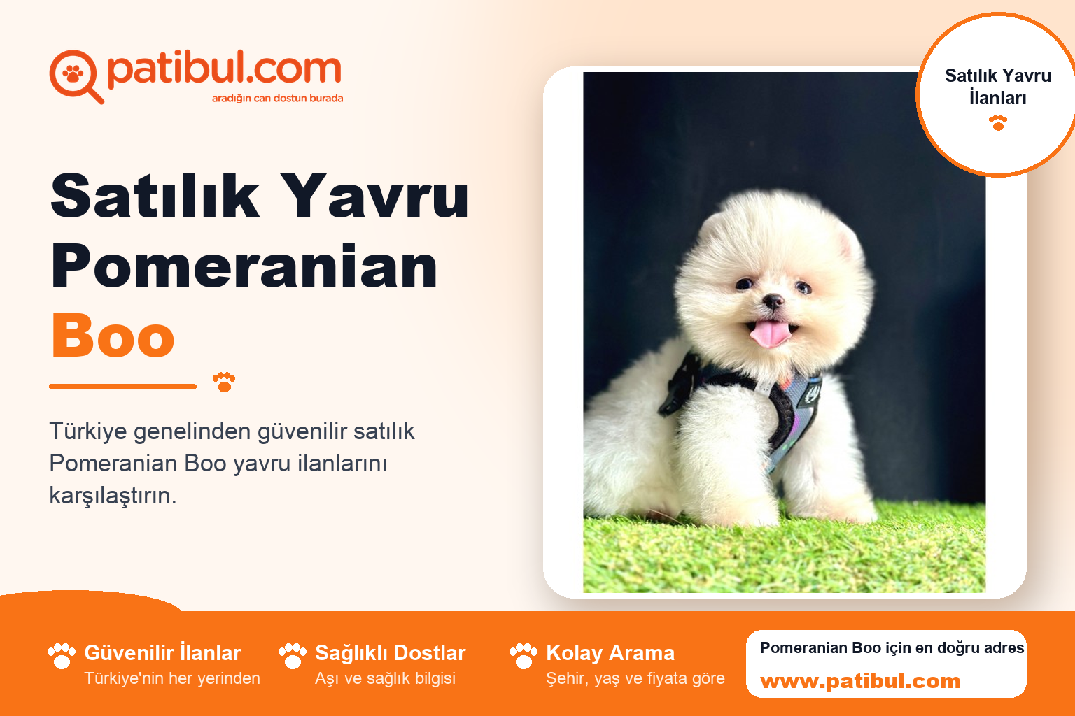 Satılık Yavru Pomeranian Boo | Patibul Satılık Yavru Pomeranian Boo