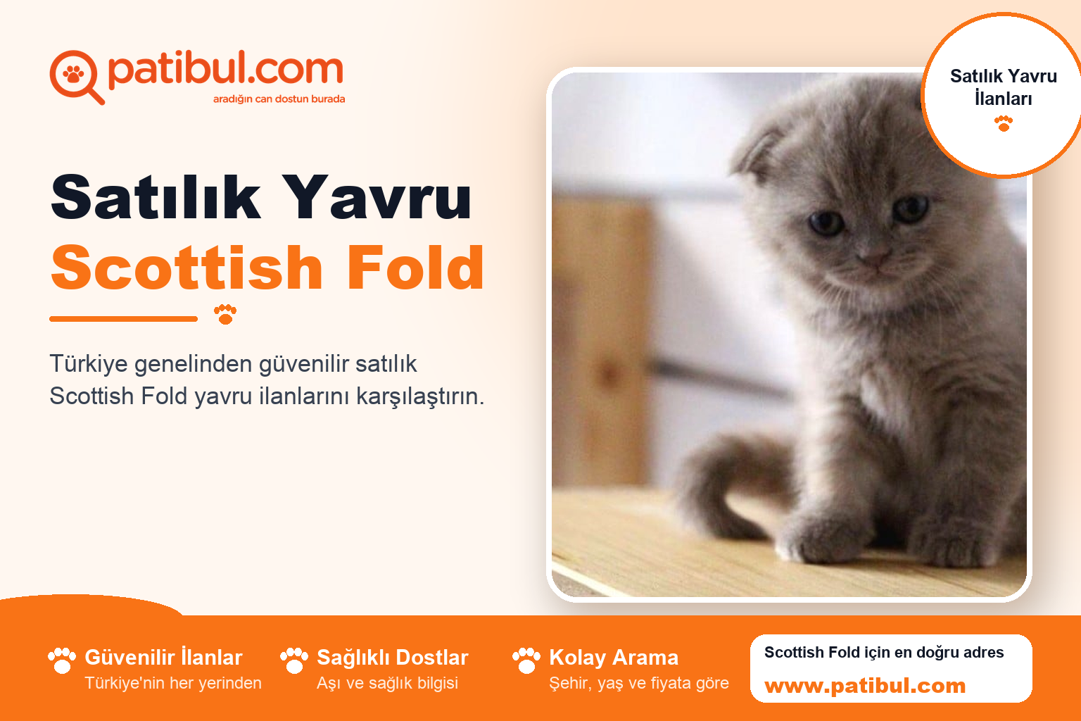 Satılık Yavru Scottish Fold | Patibul Satılık Yavru Scottish Fold