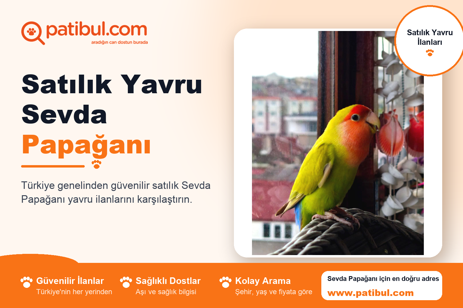 Satılık Yavru Sevda Papağanı | Patibul Satılık Yavru Sevda Papağanı