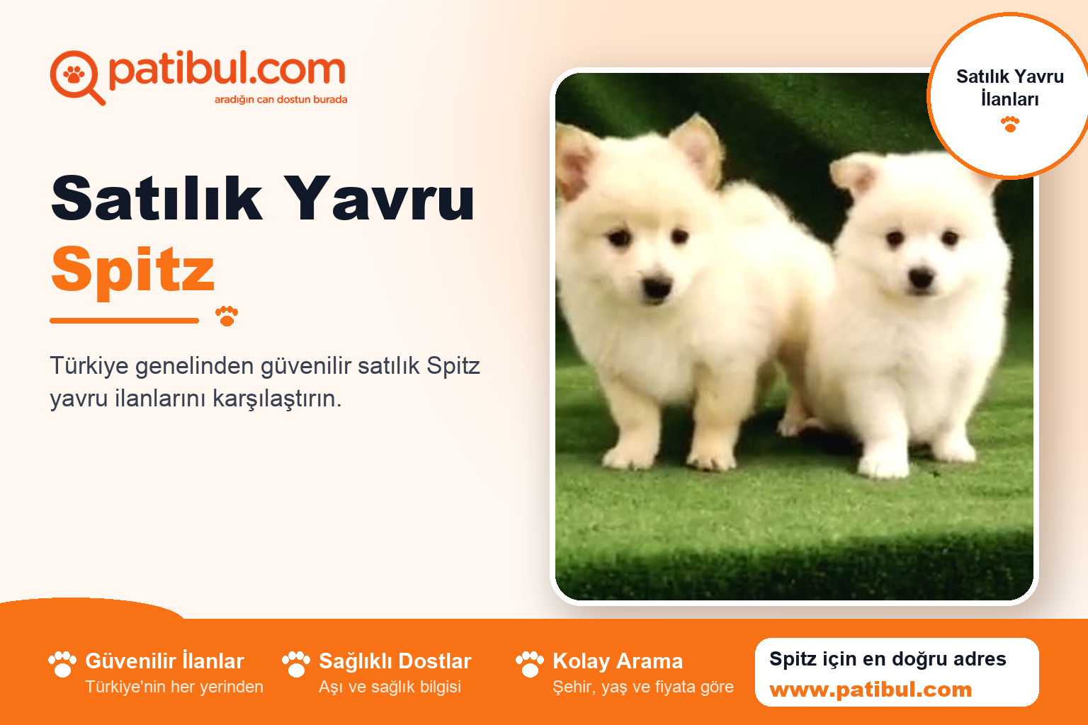 Satılık Yavru Spitz | Patibul Satılık Yavru Spitz