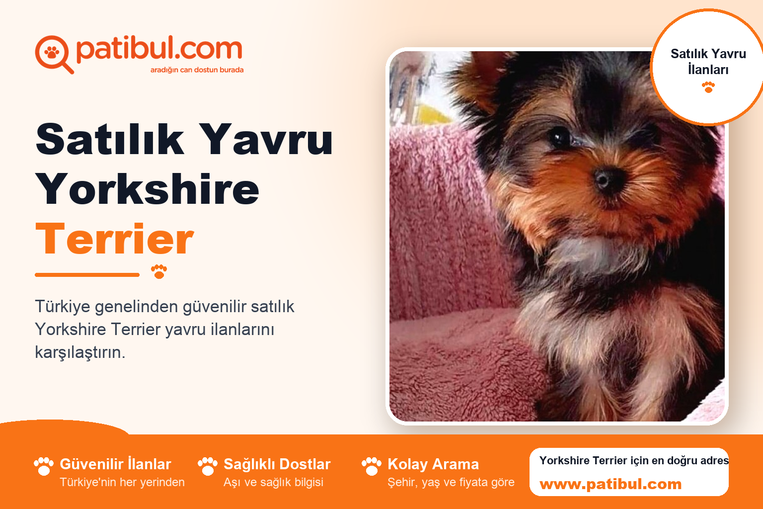 Satılık Yavru Yorkshire Terrier | Patibul Satılık Yavru Yorkshire Terrier