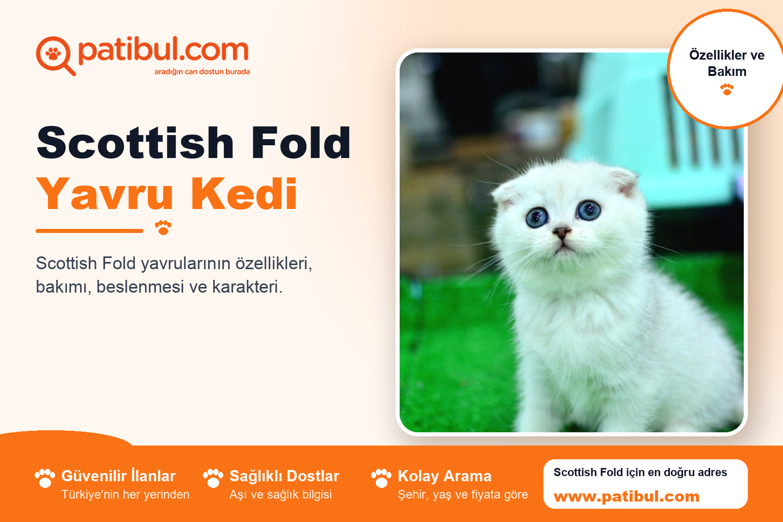 Scottish Fold Yavru Kedi | Patibul Scottish Fold Yavru Kedi