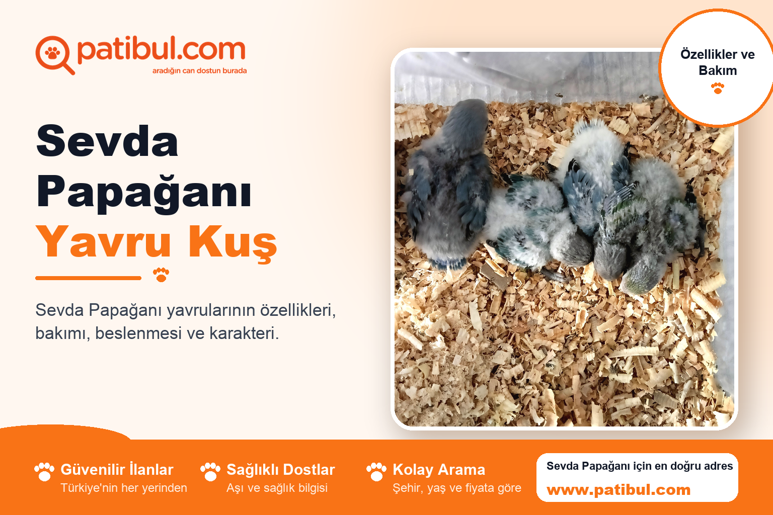 Sevda Papağanı Yavru Kuş | Patibul Sevda Papağanı Yavru Kuş