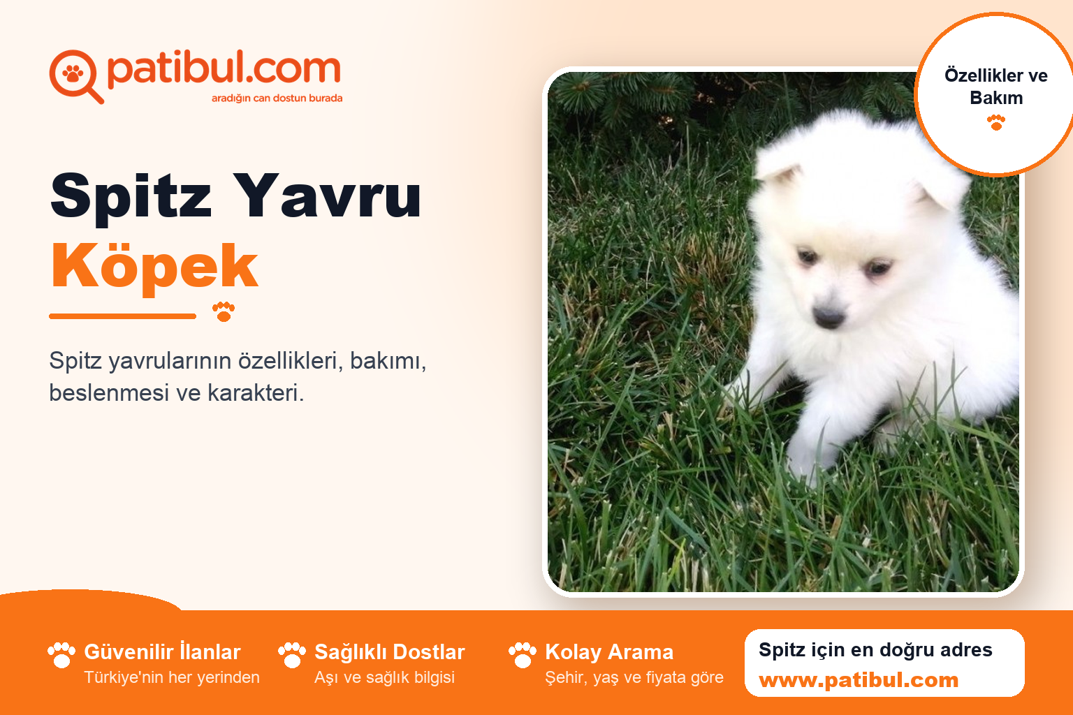 Spitz Yavru Köpek | Patibul Spitz Yavru Köpek