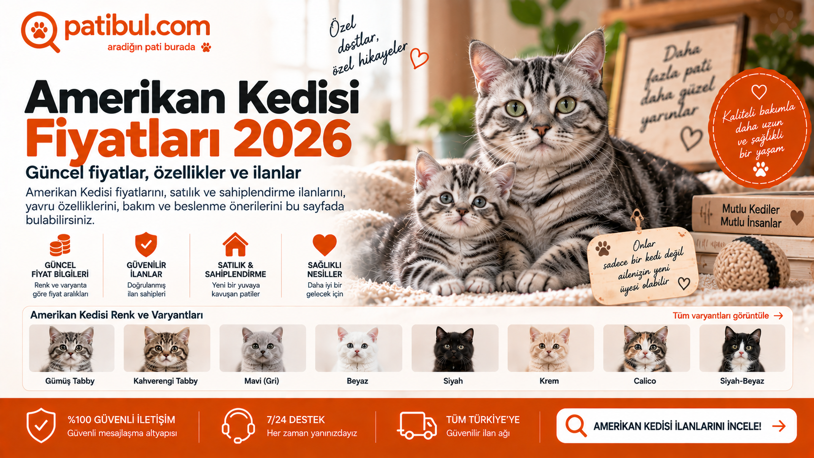 Amerikan Kedisi yavru fiyatları 2026 ve güncel Amerikan Shorthair fiyatları Amerikan Kedisi Görseli