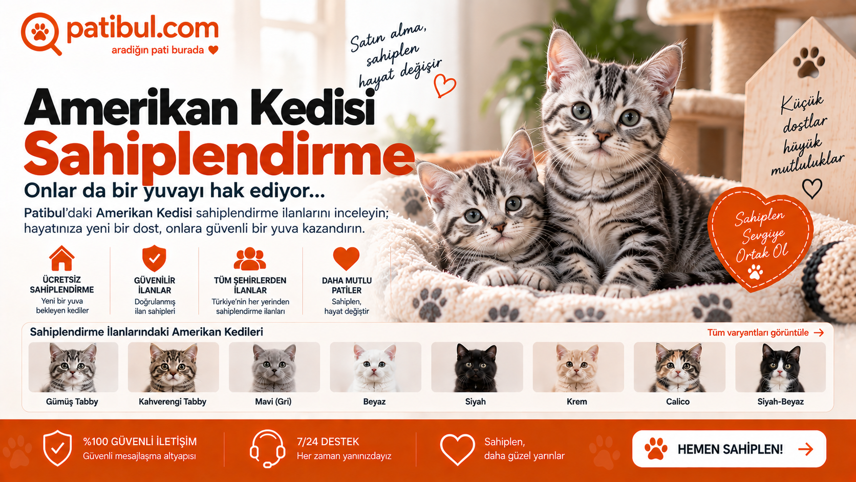 Amerikan Kedisi yavru sahiplenme ve sahiplendirme ilanları Amerikan Kedisi Görseli