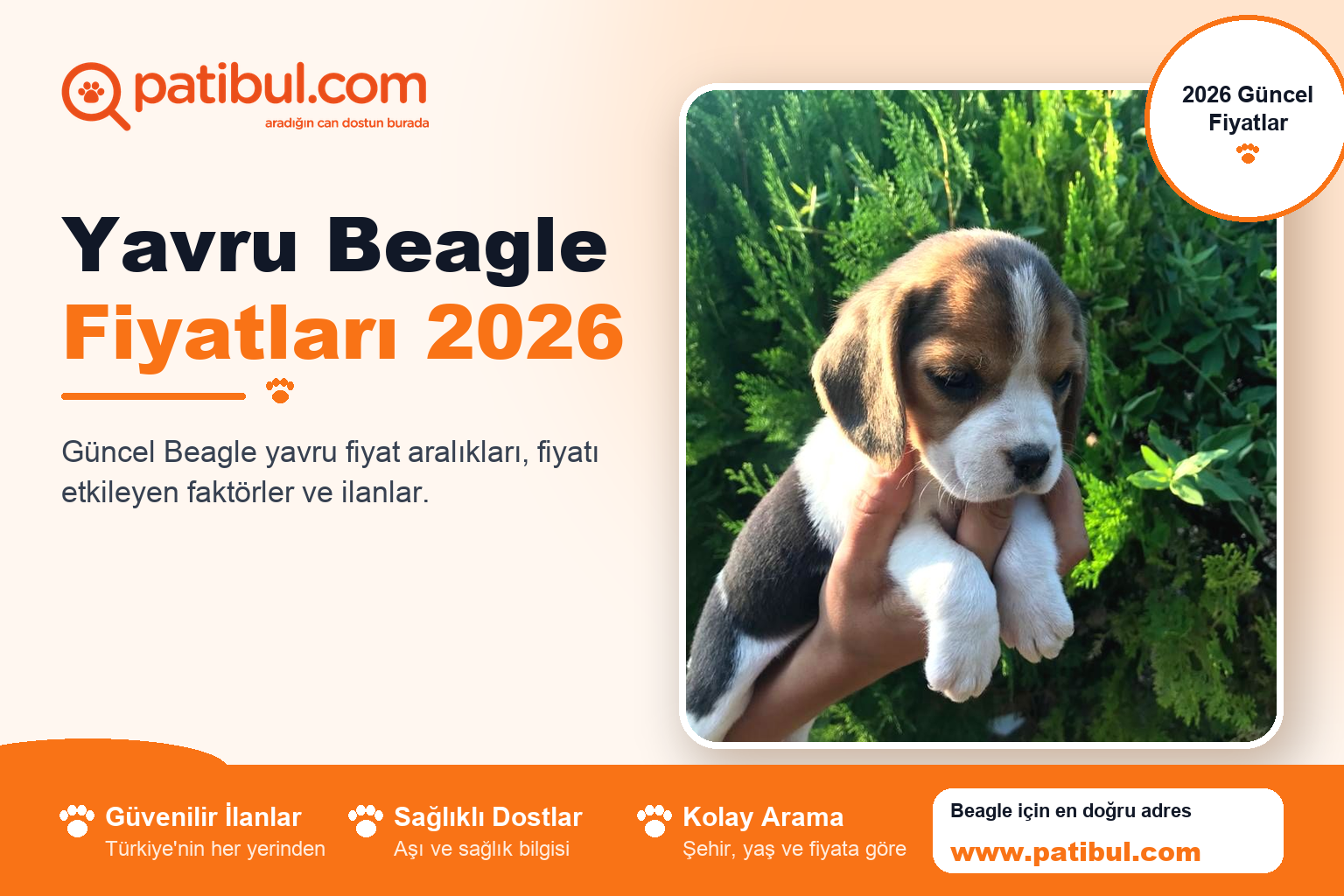 Yavru Beagle Fiyatları 2026 | Patibul Yavru Beagle Fiyatları 2026