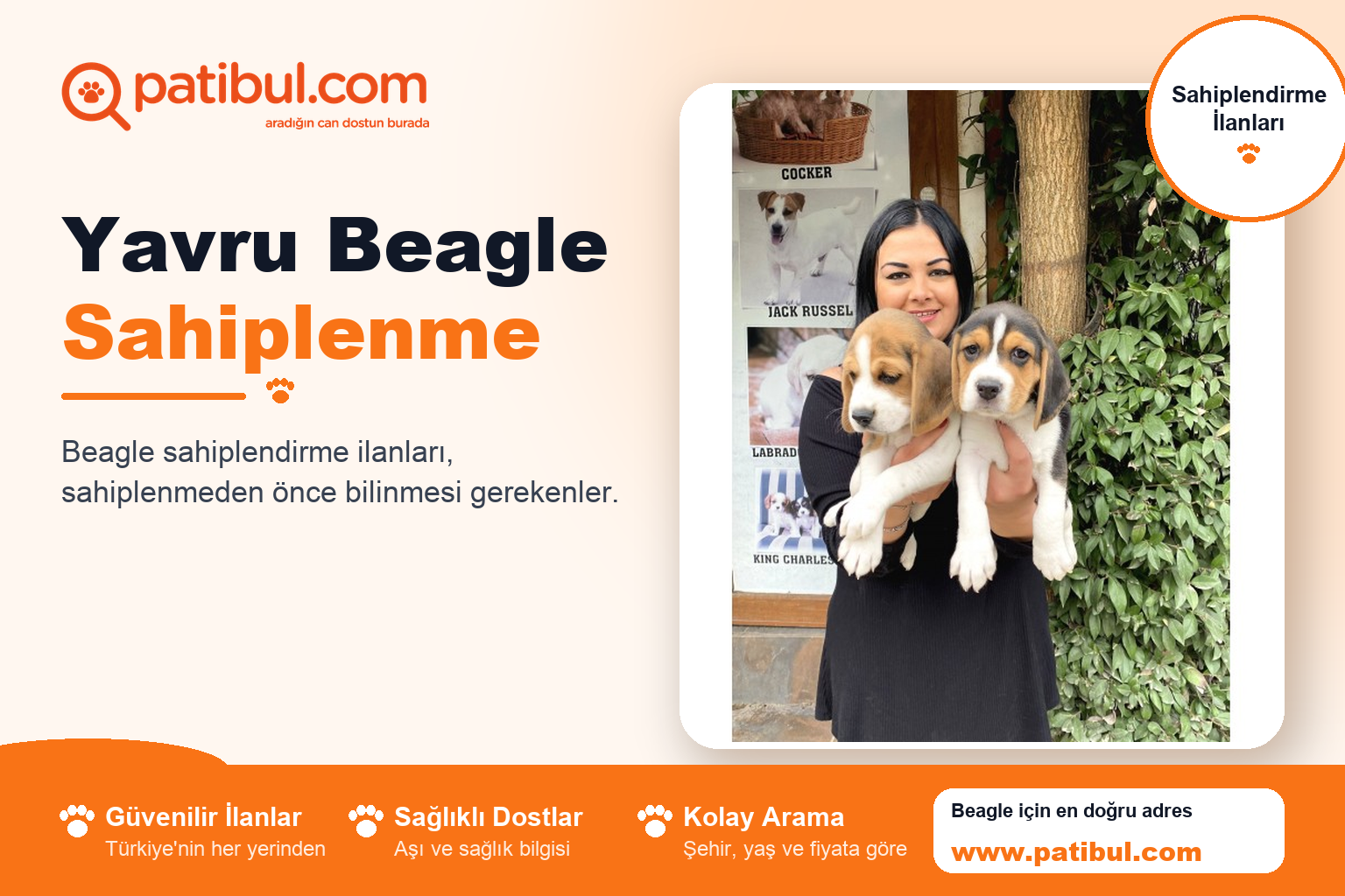 Yavru Beagle Sahiplenme | Patibul Yavru Beagle Sahiplenme
