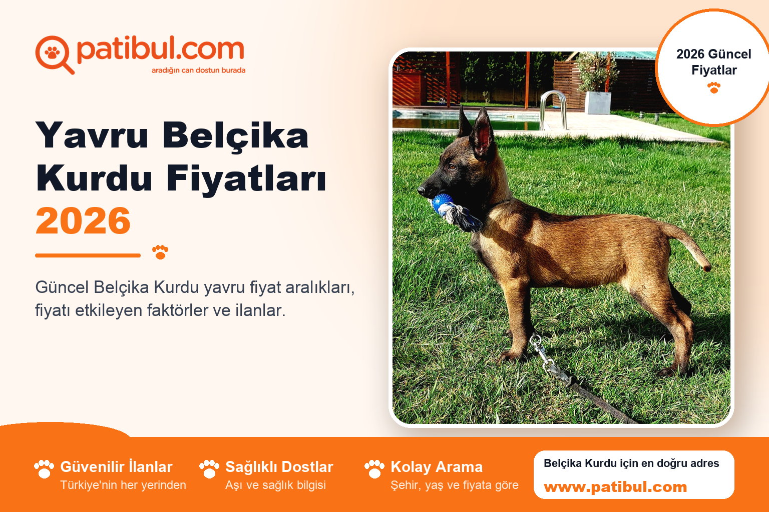 Yavru Belçika Kurdu Fiyatları 2026