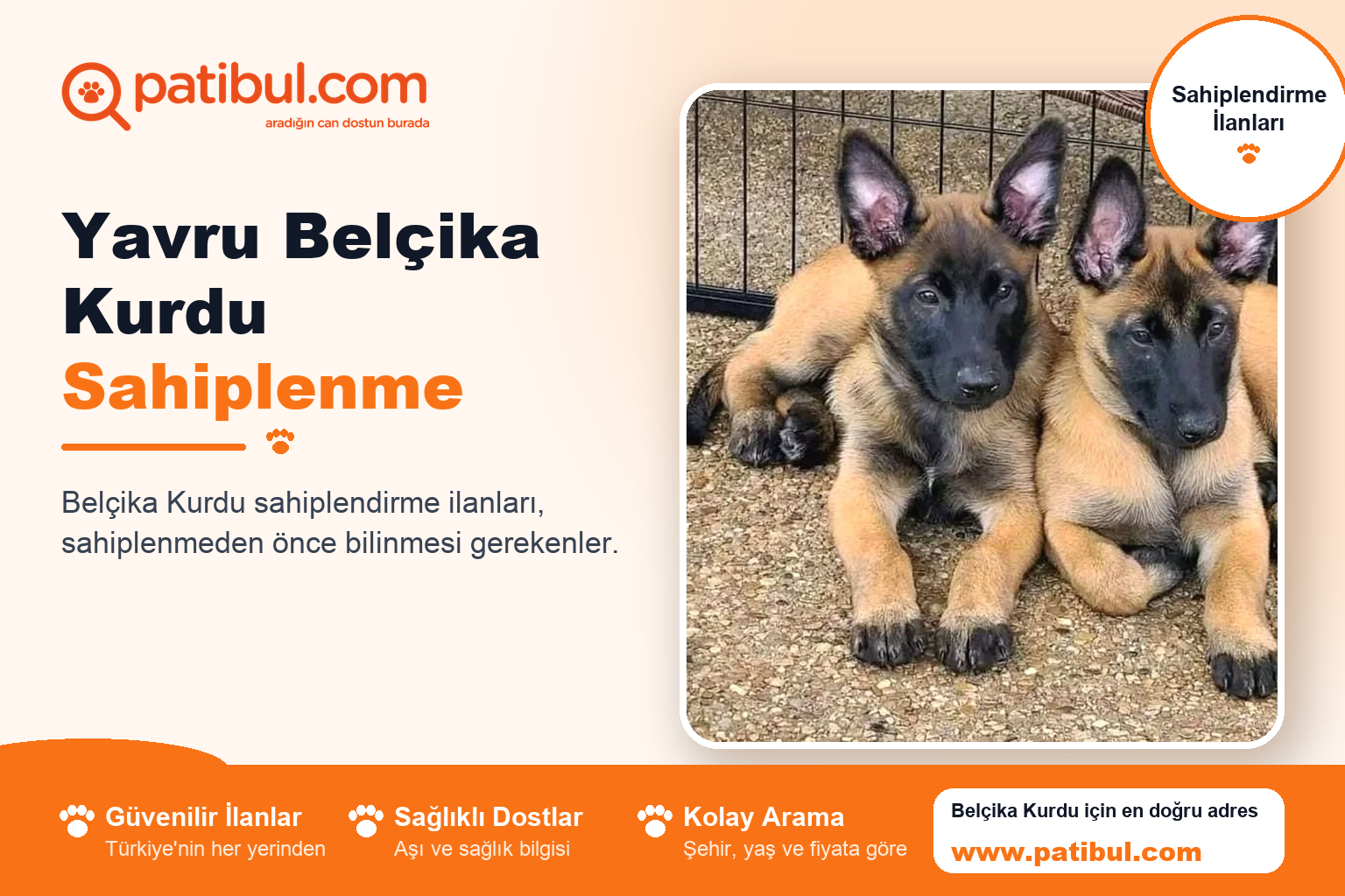 Yavru Belçika Kurdu Sahiplenme