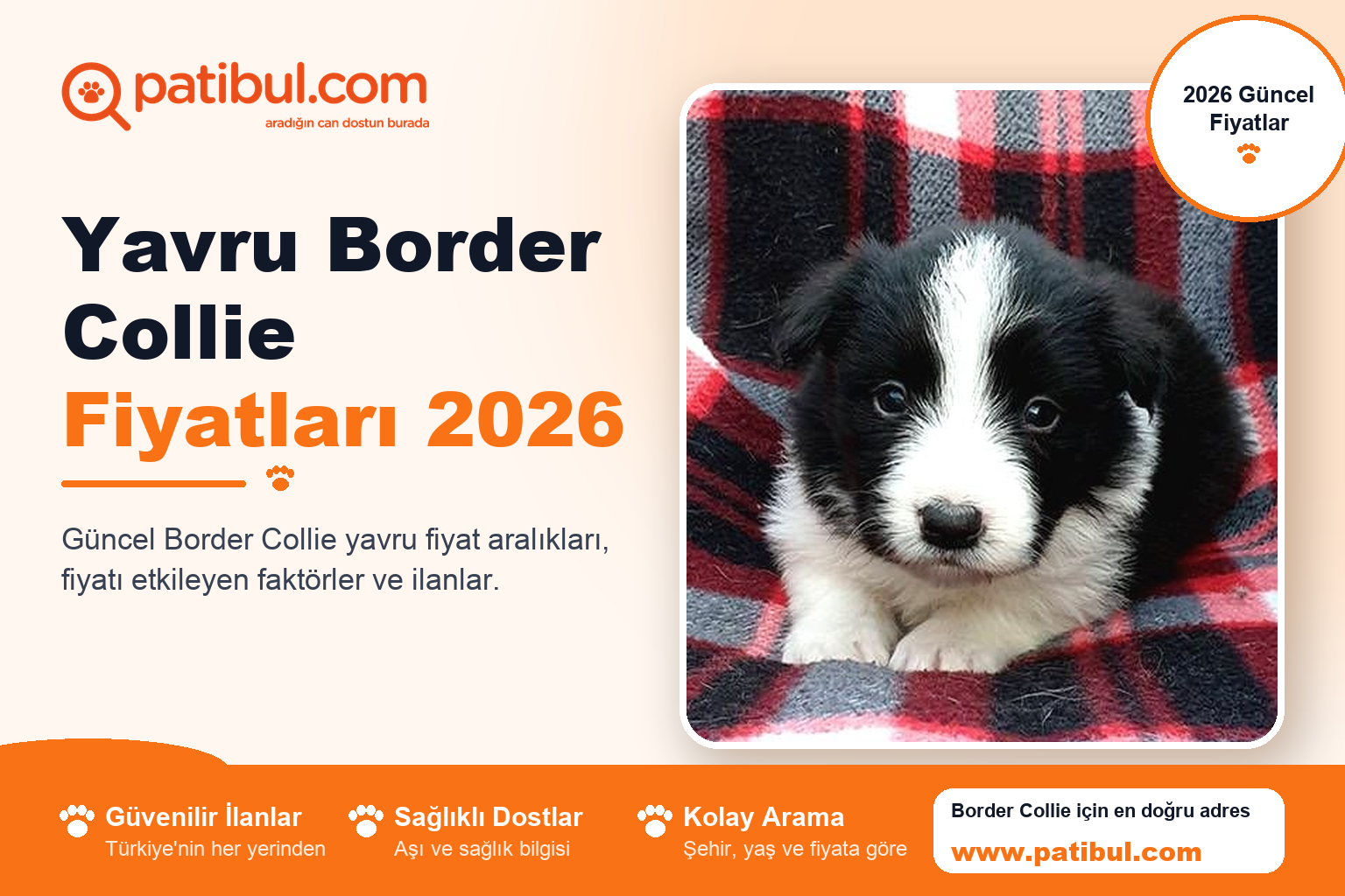 Yavru Border Collie Fiyatları 2026 | Patibul Yavru Border Collie Fiyatları 2026