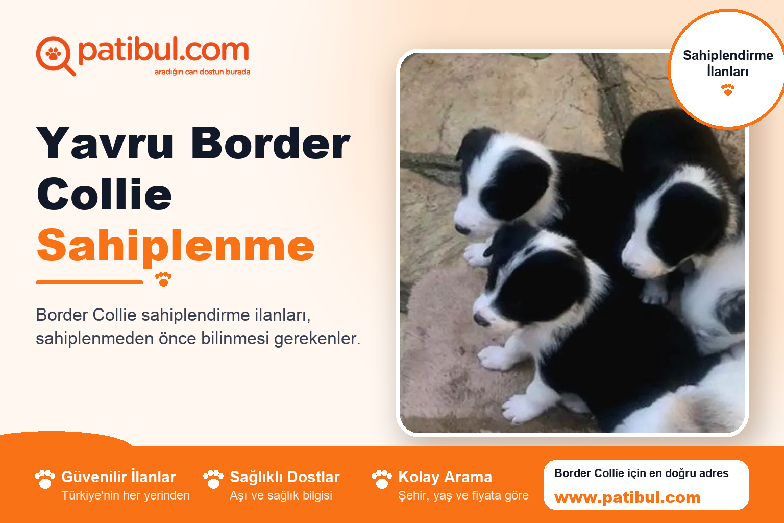 Yavru Border Collie Sahiplenme | Patibul Yavru Border Collie Sahiplenme