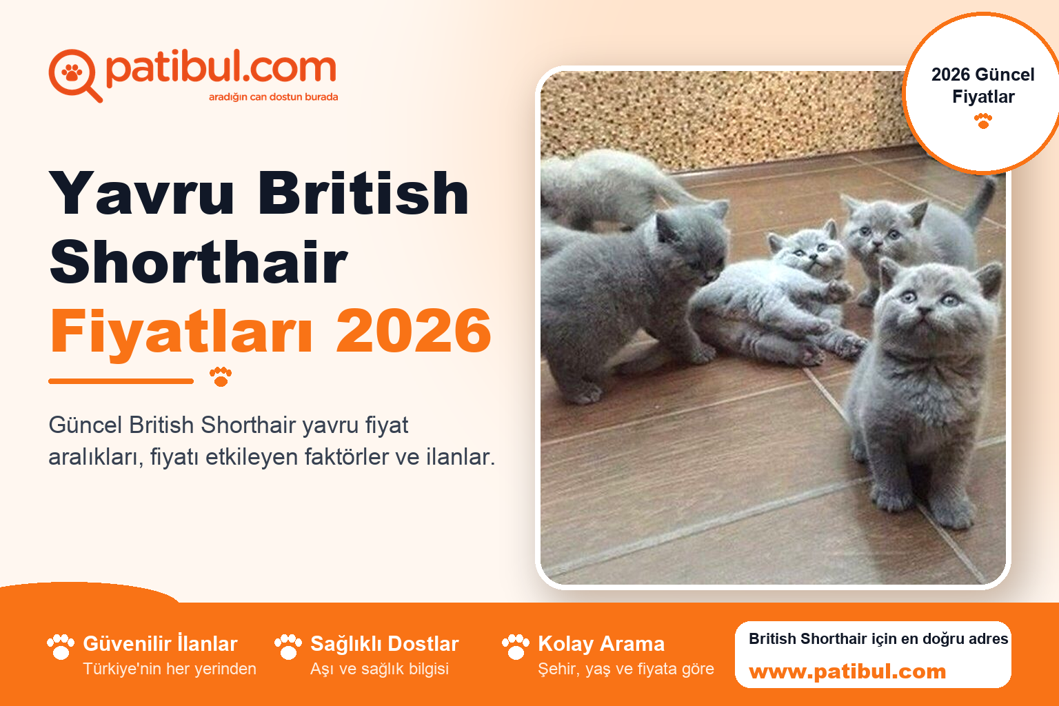Yavru British Shorthair Fiyatları 2026