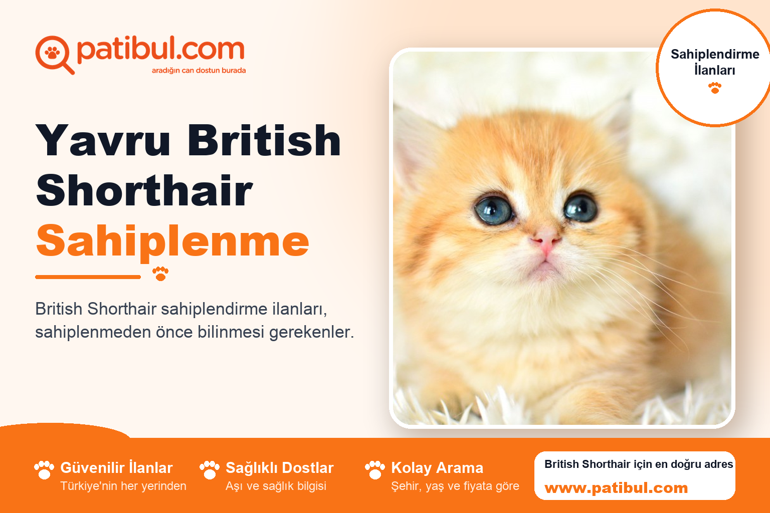 Yavru British Shorthair Sahiplenme
