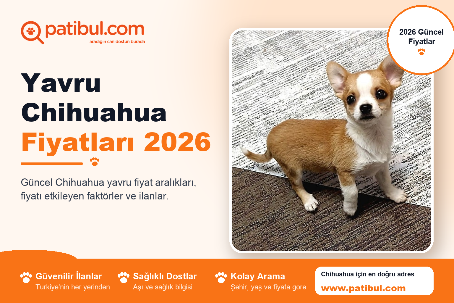 Yavru Chihuahua Fiyatları 2026 | Patibul Yavru Chihuahua Fiyatları 2026